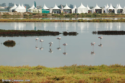 Delta Birding Festival