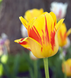 Yellow Tulip Flower Photo by Jeanna