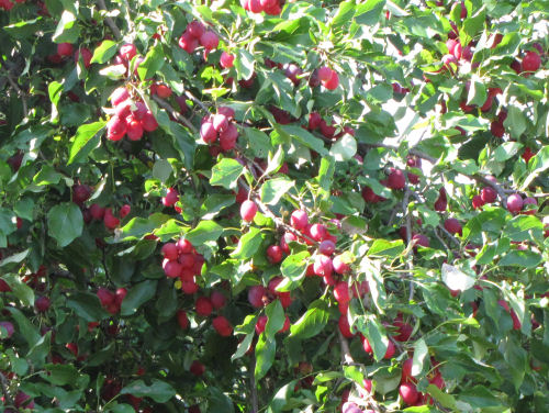crabapple tree in fruit