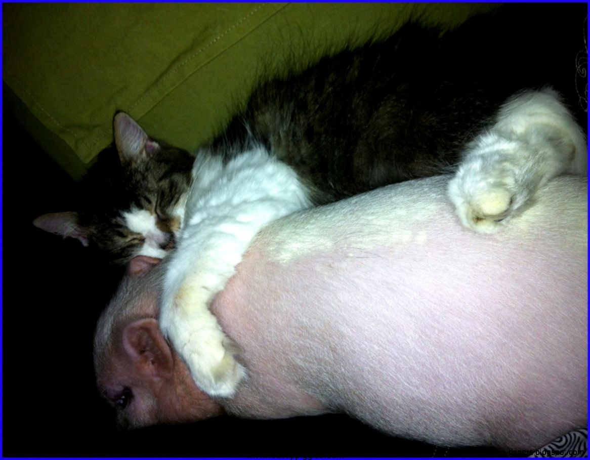 Mini Teacup Potbelly Pig