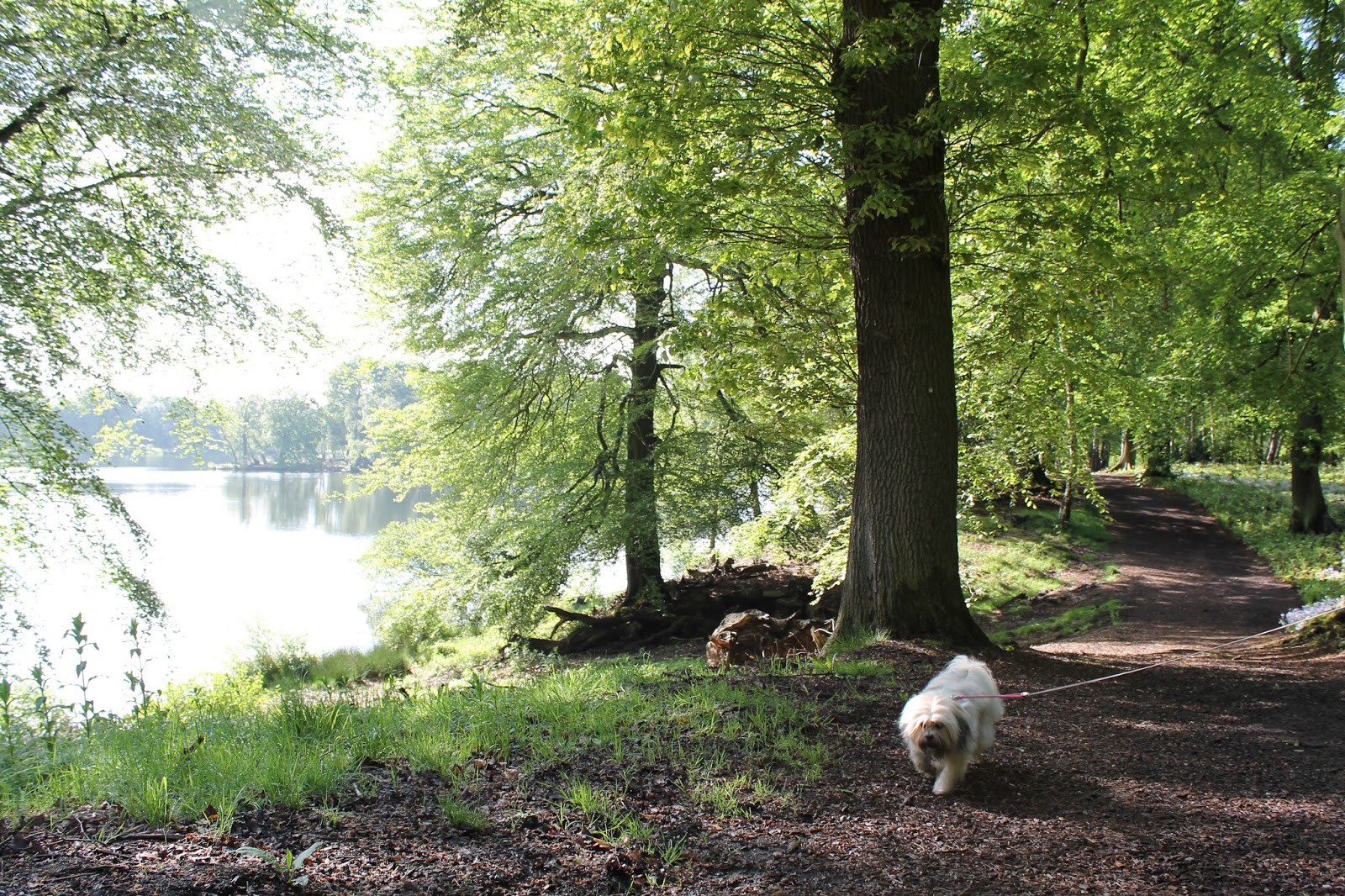 Trentham Gardens The Trentham Estate Staffordshire Paws across