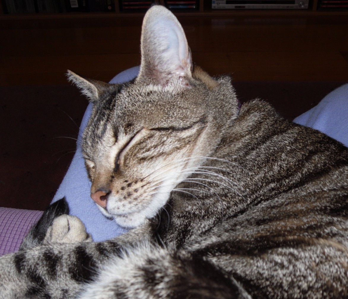 I prefer reading How many beds does one cat need?