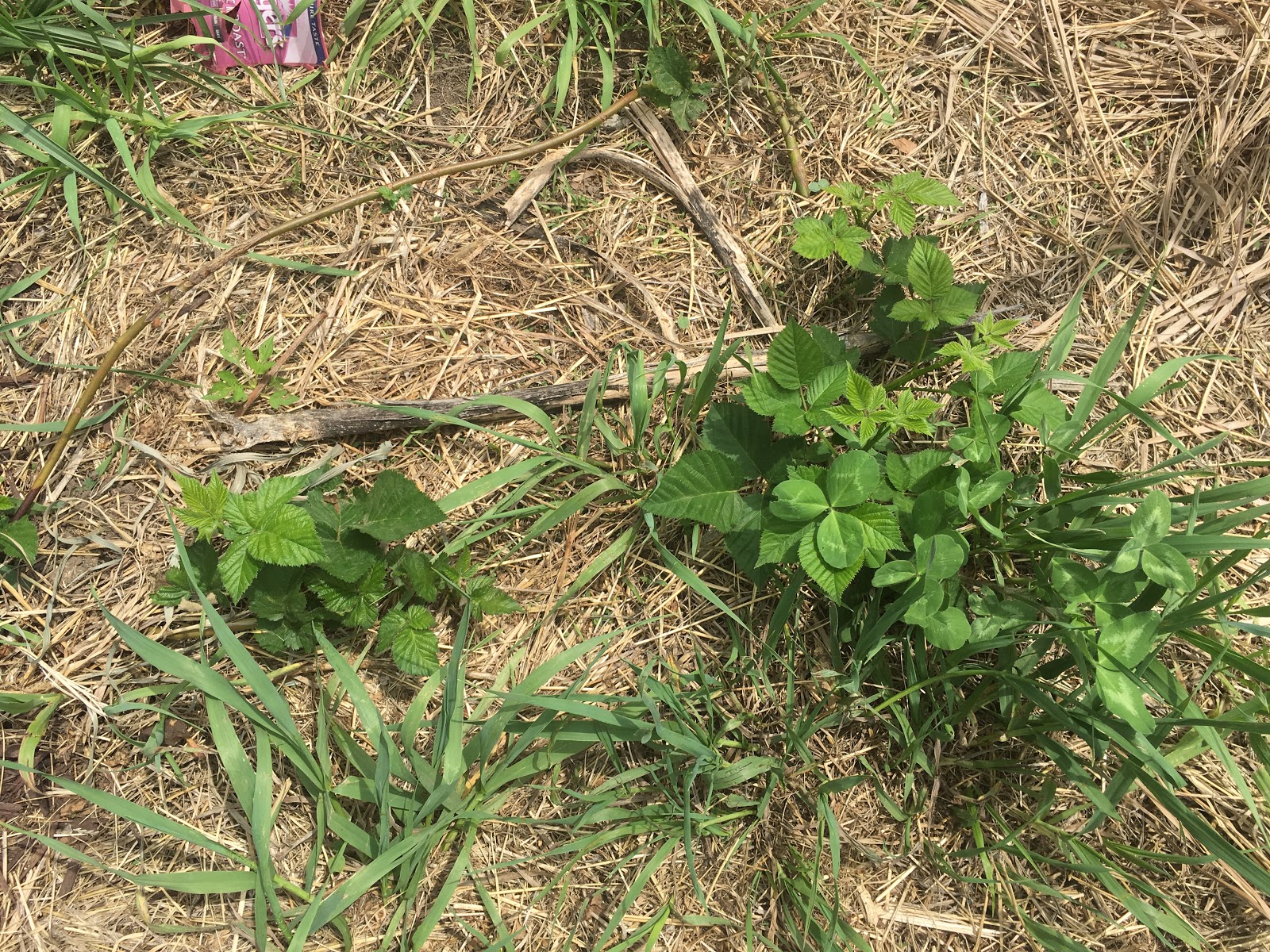 How to transplant blackberry bushes