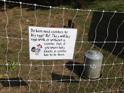 Daily Amusements of A Midwest Girl: Chicken Coop 101