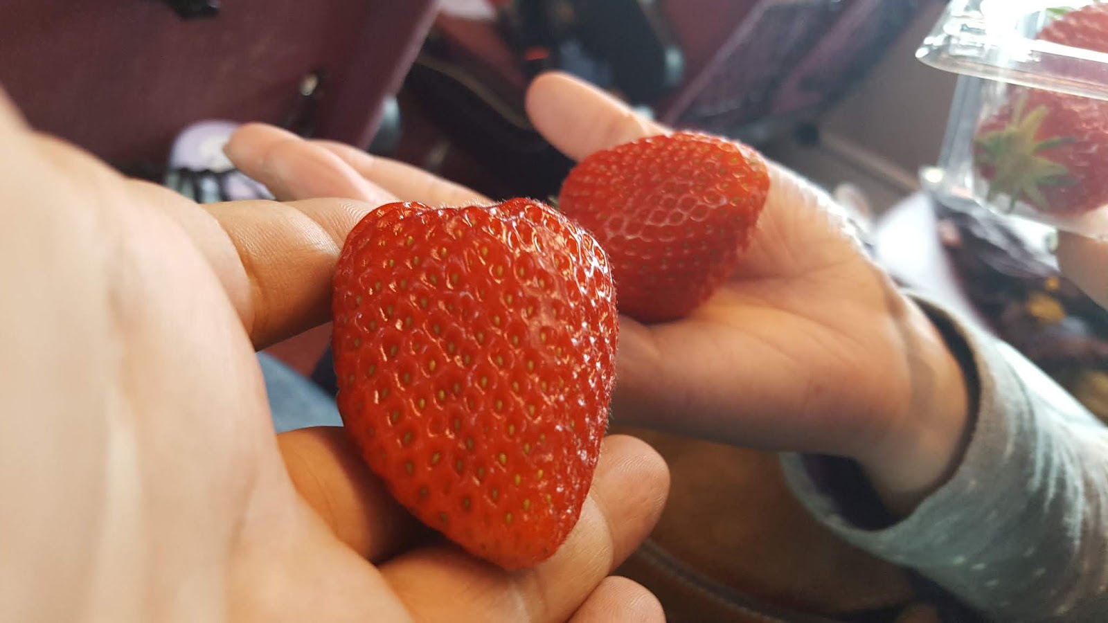 韓國草莓