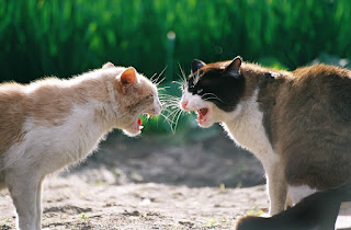 Agresywne koty