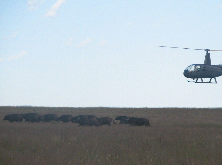 Darting African buffalos