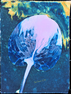 Wet Cyanotype_Sue Reno_Image 322