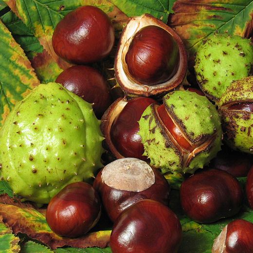 Horse Chestnut Extract | Medicinal herbs plants