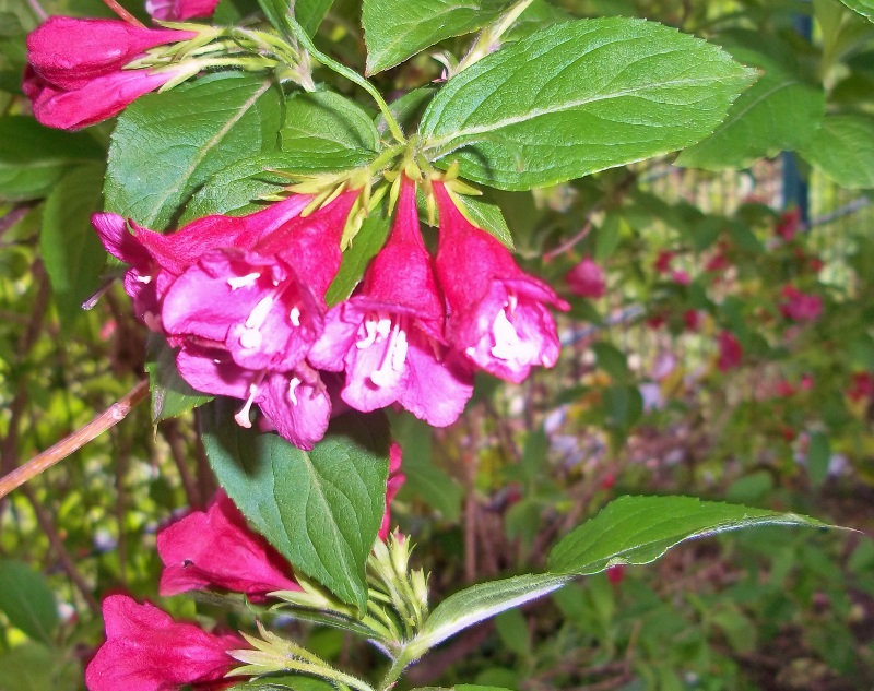 BGFAS Botanischer Garten BerlinLichtenberg Frankfurter Allee Süd (FAS