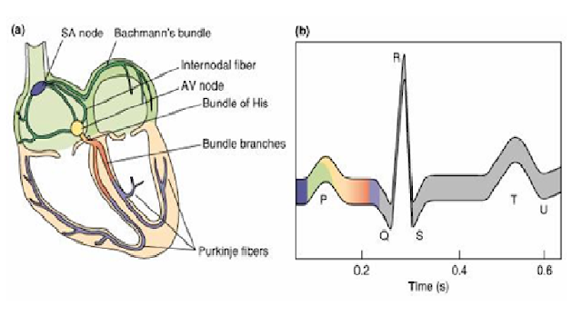 Ilustrasi Sistem Konduksi Jantung