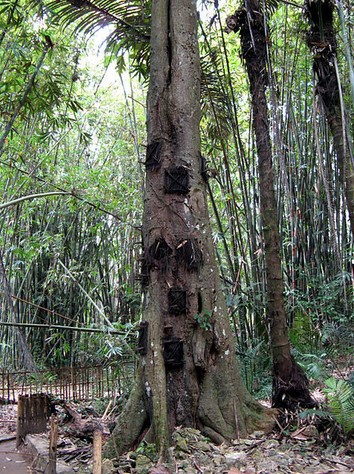 Di Toraja, Bayi Meninggal Akan Dimakamkan Di Dalam Pohon Tua