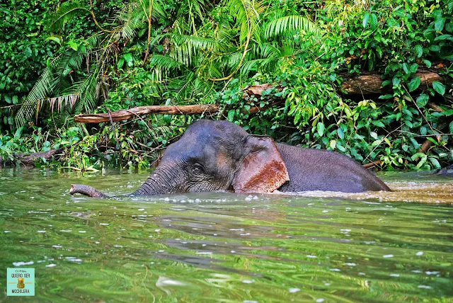 Elefante pigmeo en el río Kinabatangan, Borneo (Malasia)