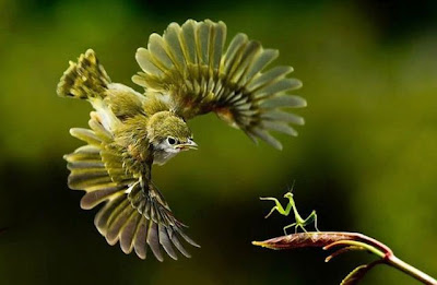 A Bird and a Grasshopper