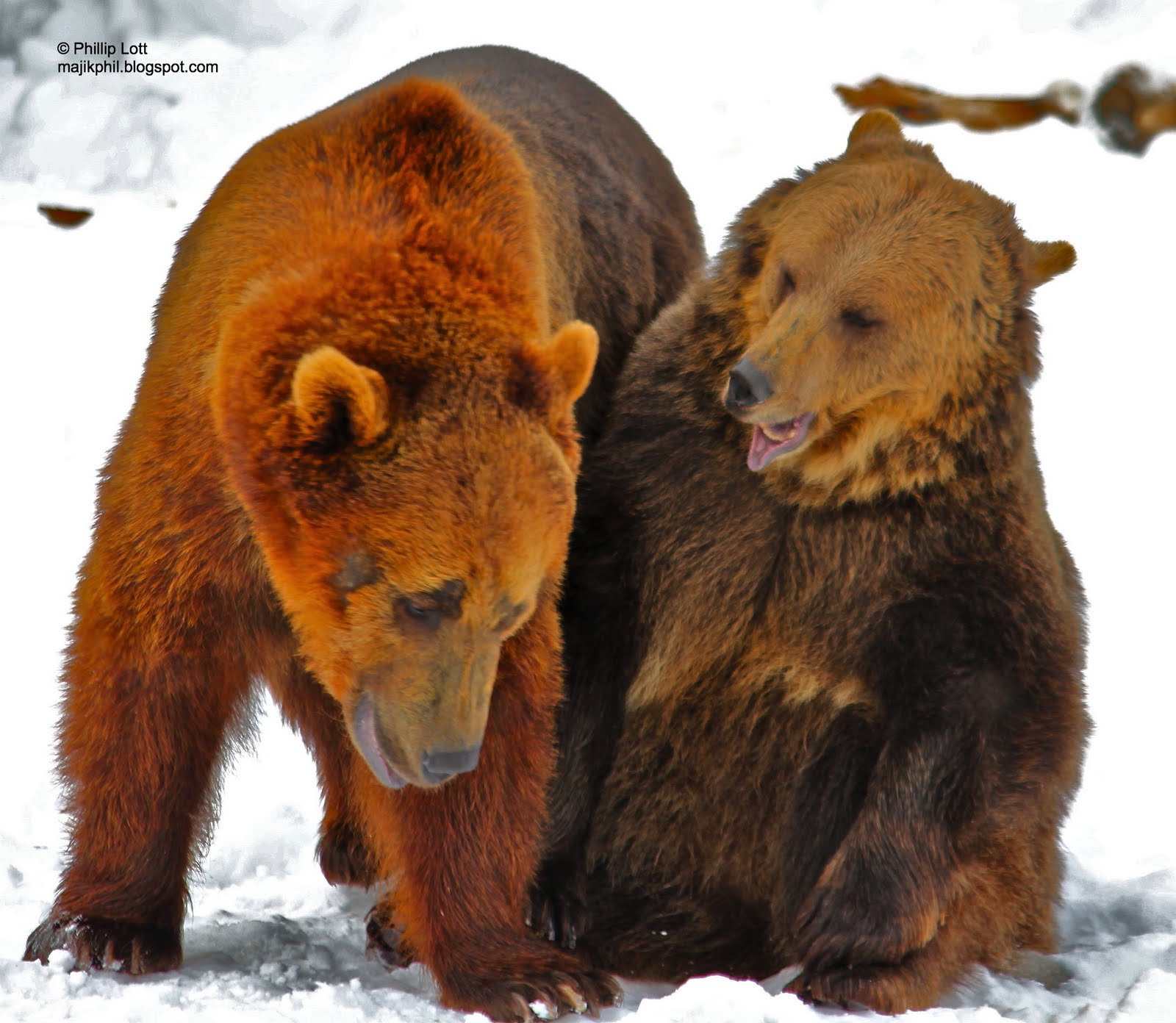 Бурый медведь против. Сибирский бурый медведь против Гризли. Медведь Гризли и бурый медведь. Гризли vs бурый медведь. Гризли бурый белый медведь.