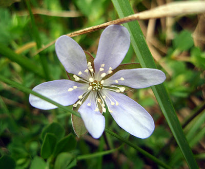 Hepatica nobilis