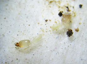 Soldiers of Labritermes emersoni termite