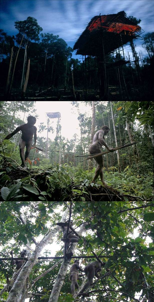 Suku Kaum Kanibal Korowai Di Papua New Guinea (10 Gambar 