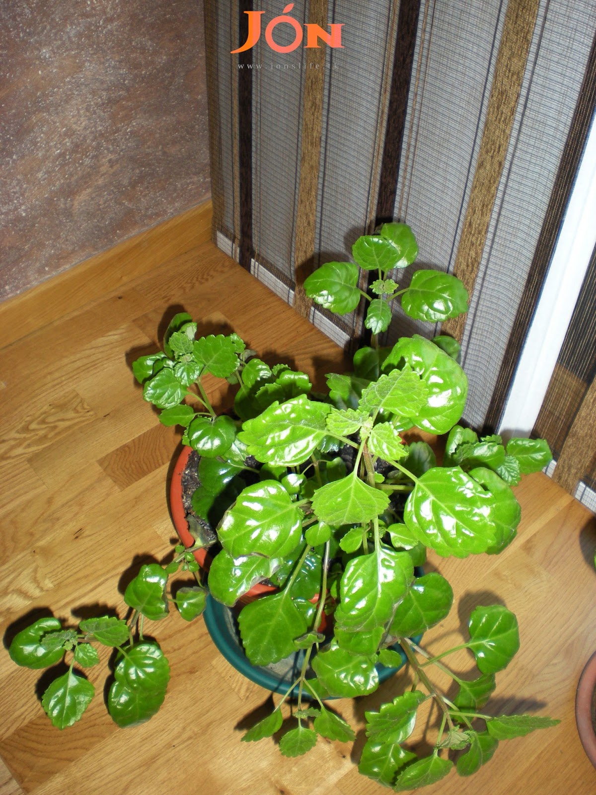 El Jardín en Julio | Jon´s Life