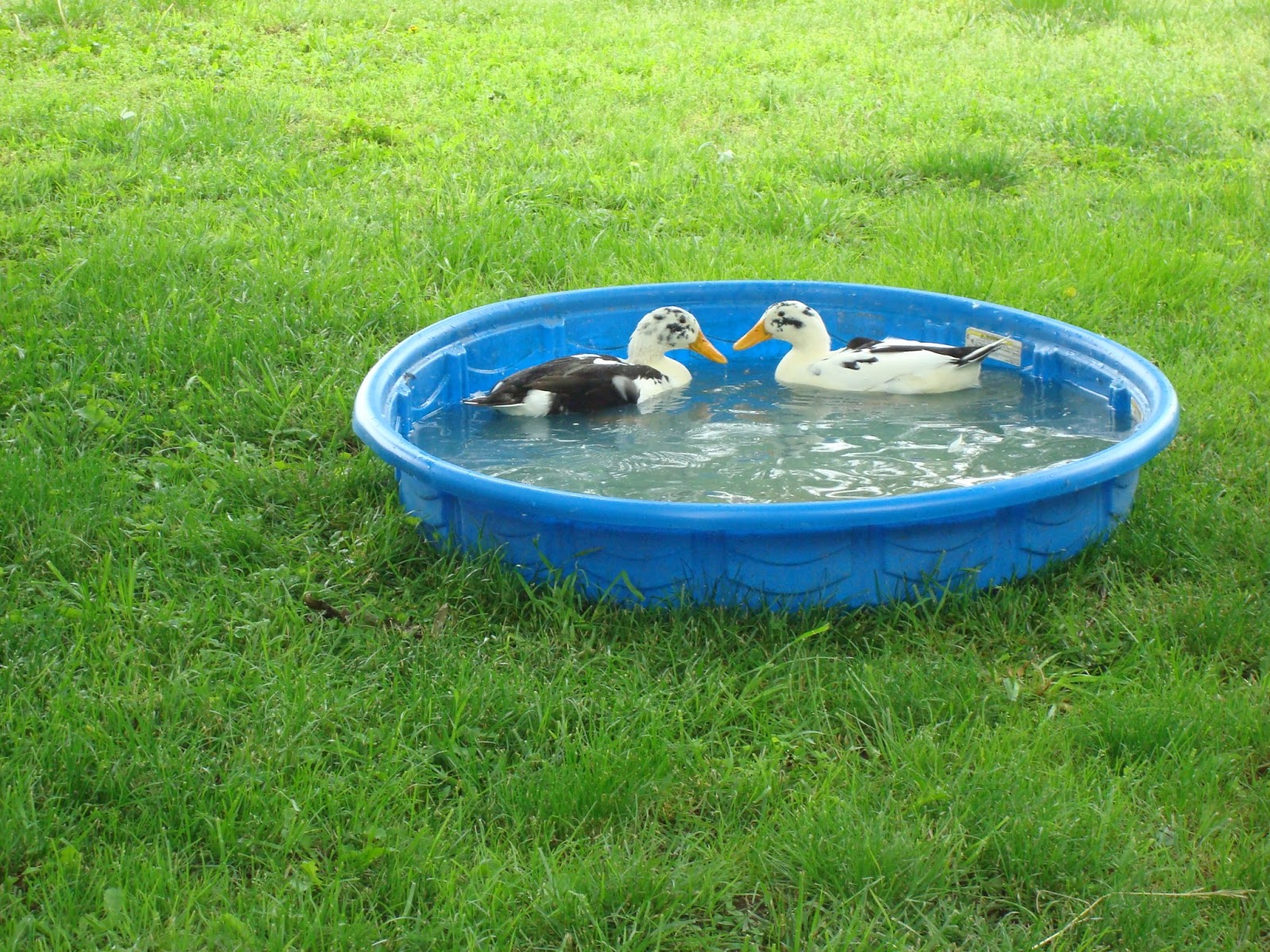 Animal Lover Videos of the ducks playing in their pool!