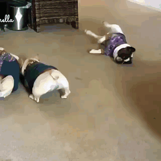 댕댕이 유격훈련