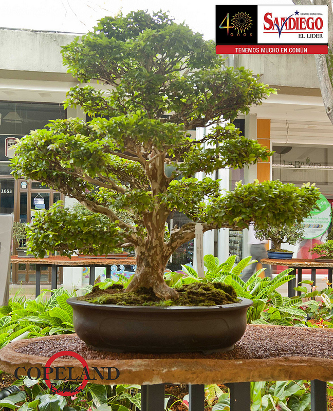 BONSAI COLOMBIA Expo Bonsai Medellin.