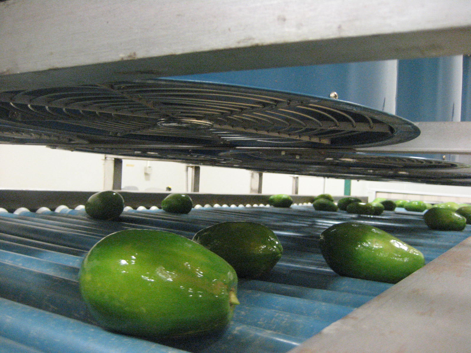 Anim Agriculture Technology PAPAYA POST HARVEST