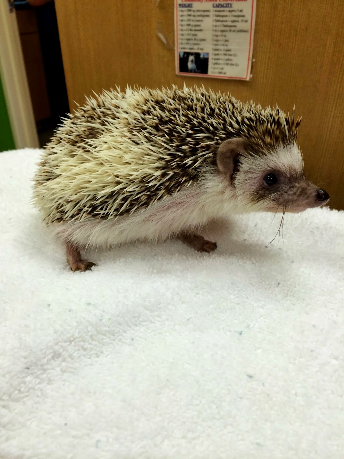 This Hedgehog is Brushing its Teeth or What? It got Good Results in its