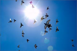 flying thoughts fighters birds