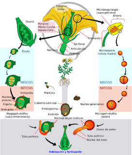 CIENCIAS BIOLOGICAS: ORIGEN Y ANCESTROS DE LAS ANGIOPERMAS Y GEMNOPERMAS