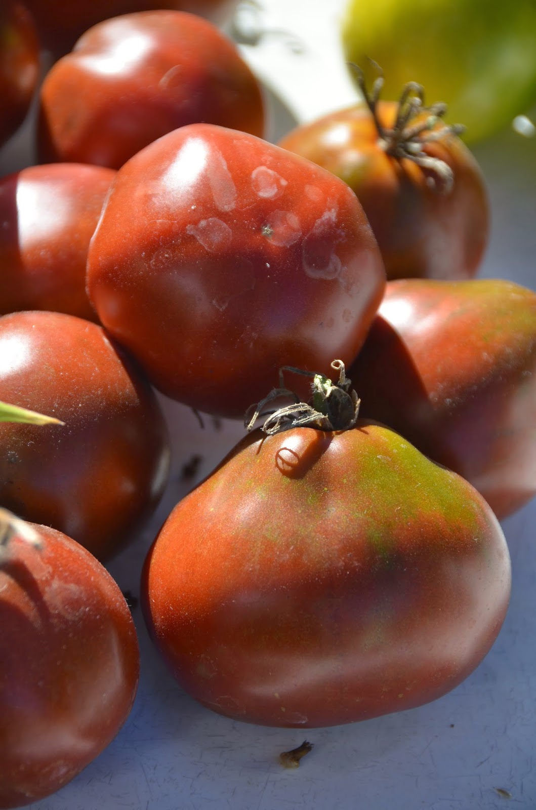 My Suburban MicroFarm Japanese Black Trifele Tomatoes