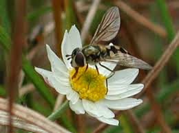 HyMark High Spots: Pollination By Insect