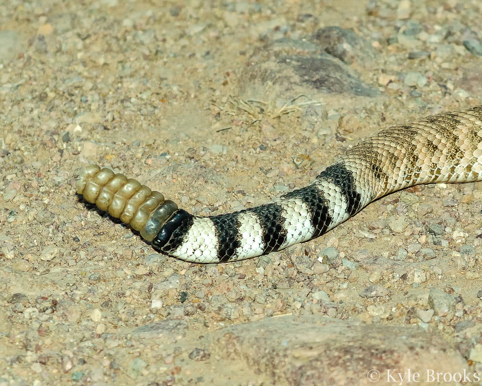 On the Subject of Nature Western Diamondback Rattlesnake