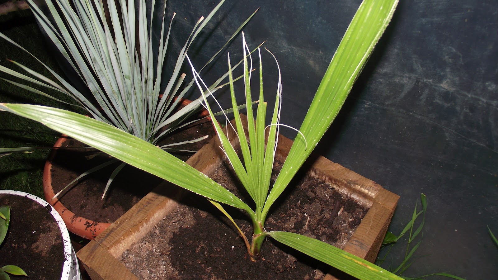 Rośliny egzotyczne w Polsce Blog poświęcony uprawie roślin