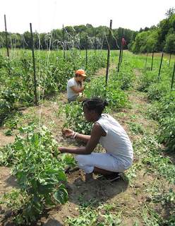 McGill, Macdonald Student-run Ecological Gardens
