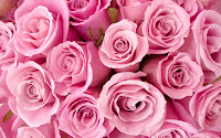Pink Rose wallpaper 