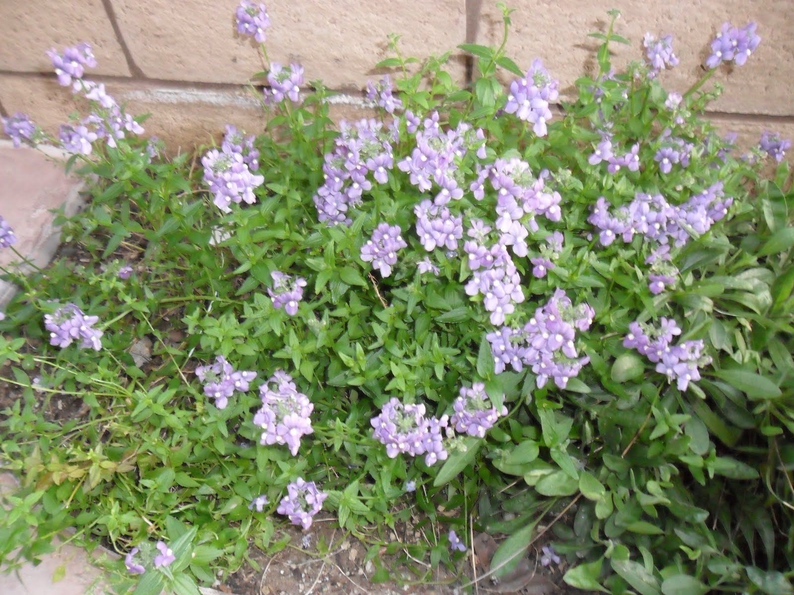 Zone 10 Garden Nemesia Blue Bird plant