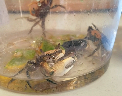 Fiddler crabs for sale at local aquarium society auction