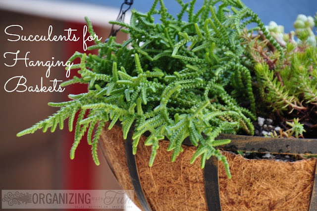 Succulents for Hanging Baskets :: OrganizingMadeFun.com Succulents for Hanging Baskets :: OrganizingMadeFun.com