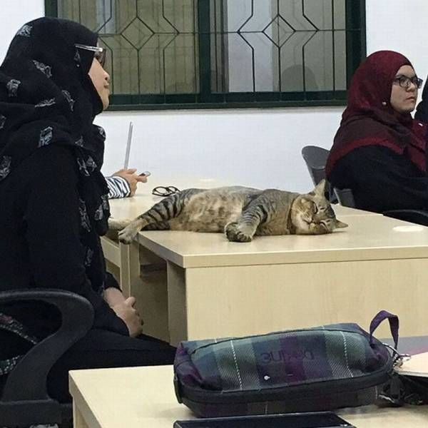 Кот студент Кот студент