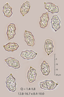 Entoloma strigosissimum