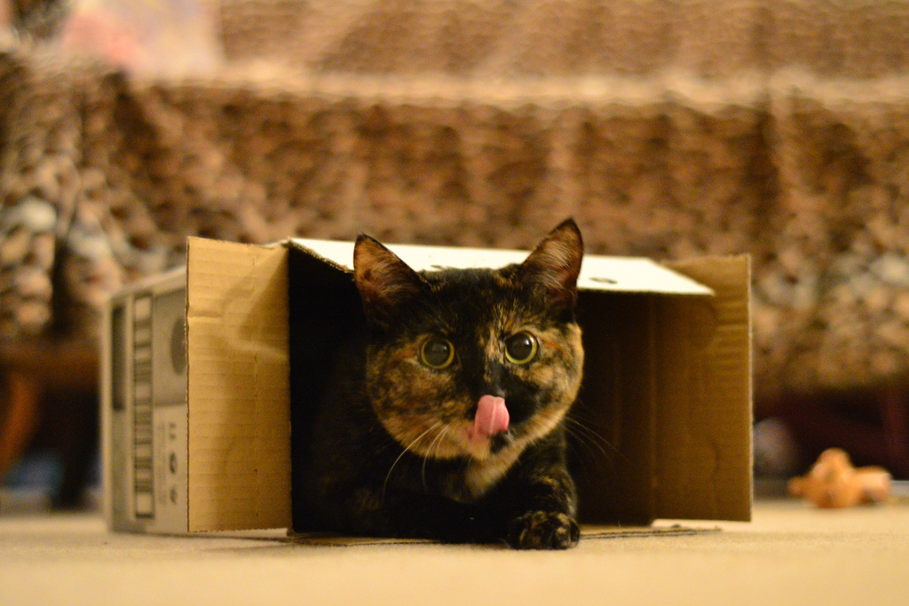 котики и коробки. кошка в коробке. кошечка в коробке. Cat moving. Moving cat.