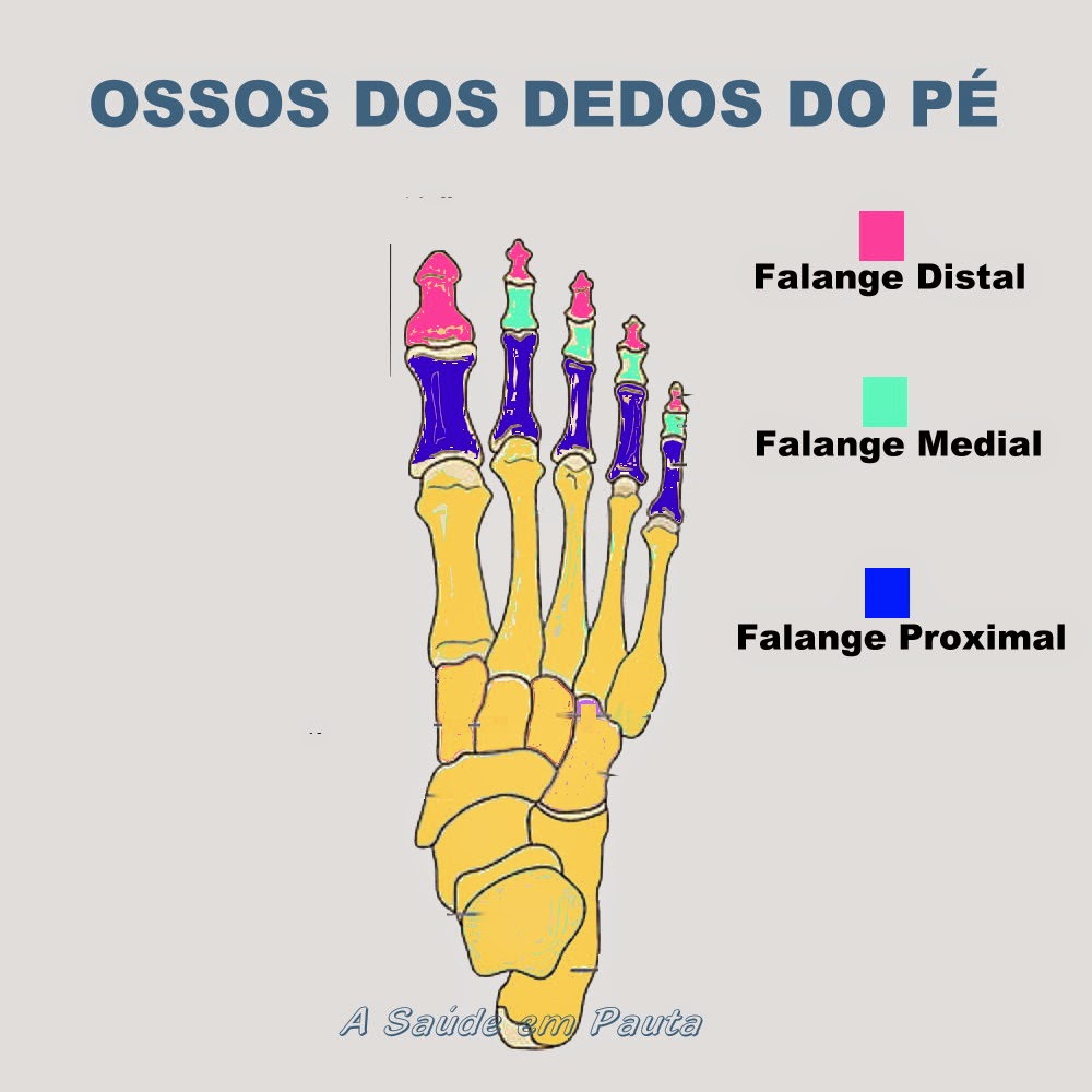 Nomes e localização dos ossos dos dedos dos pés