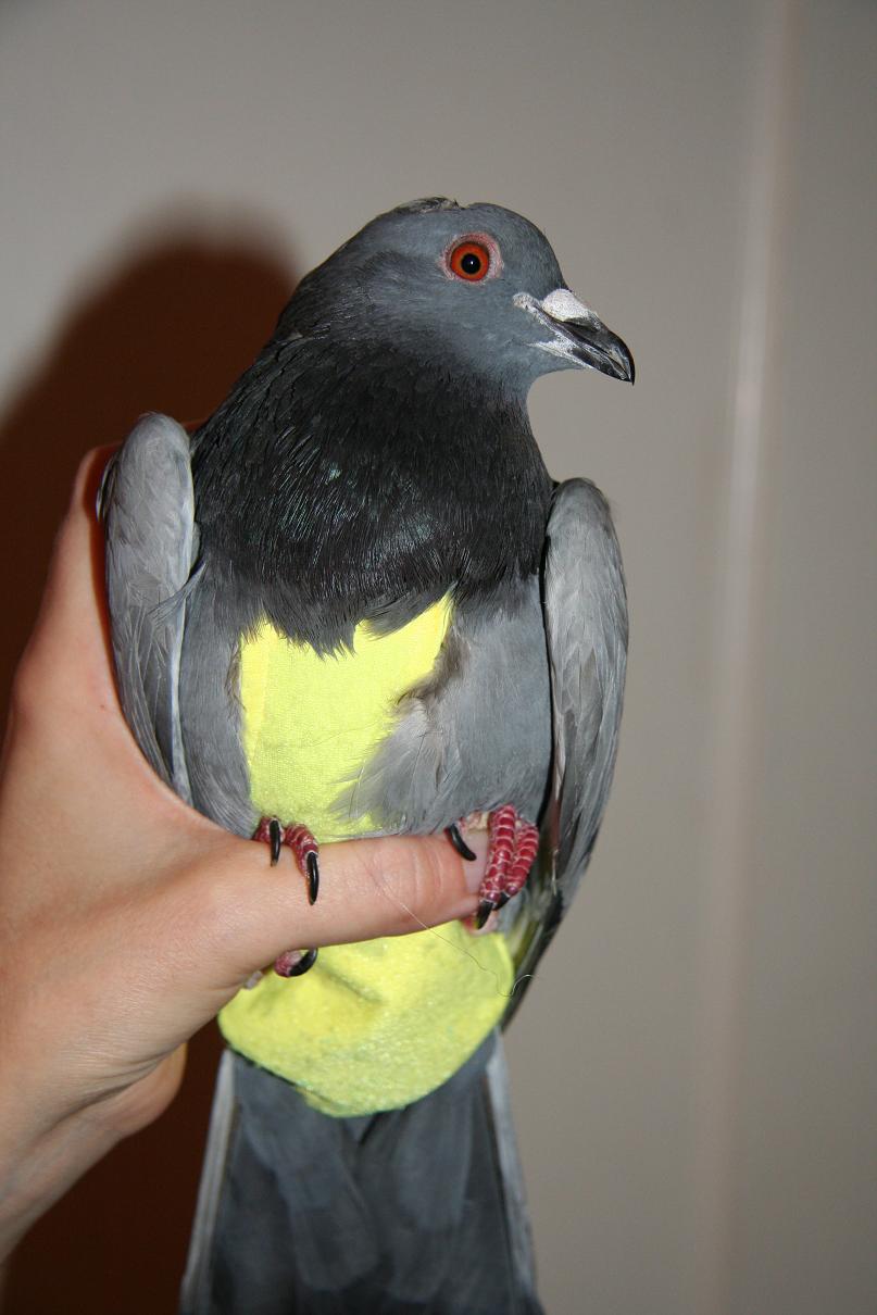 Bird In Everything Flight Suit For Birds