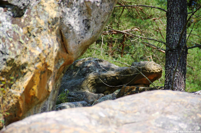Alligator de Fontainebleau