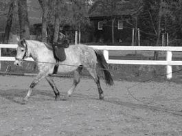 Der intelligente Reiter: Februar 2013