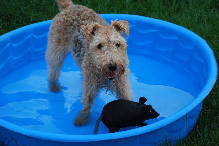 Scruffy, Lacie and Stan's Place: RATS, We're BACK!!!!!