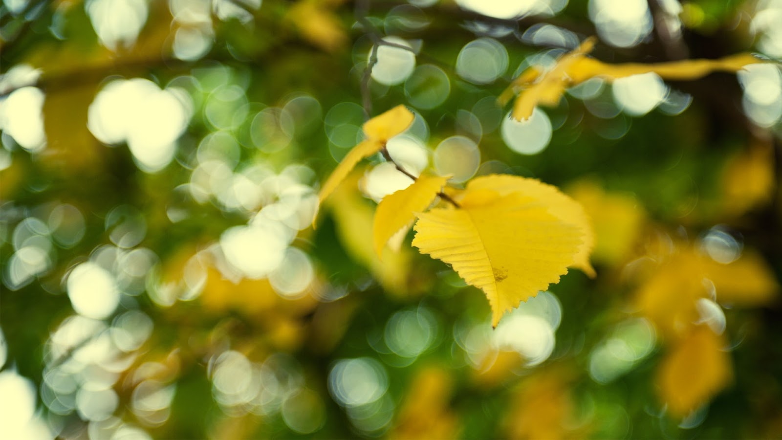 Yellowing Leaves Mystery Wallpaper