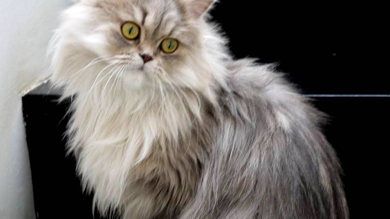 How Much Does A Persian Cat Cost Cat Choices