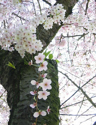 sakura flowers cherry japanese blossoms blossom isn